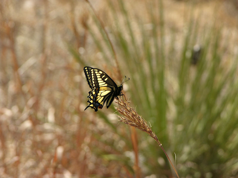 Black Swallowtail